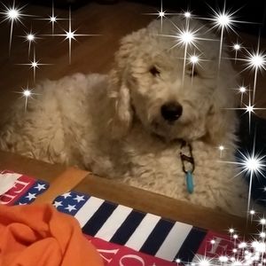 Meet your Posher, Butch